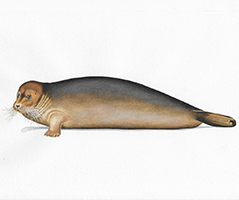 Bearded seal (Bergen Museum, 2007)