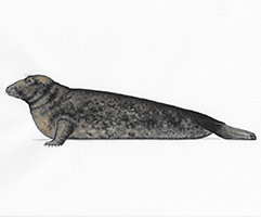 Grey seal (Bergen Museum, 2007)