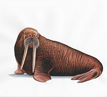 Walrus (Bergen Museum, 2007)